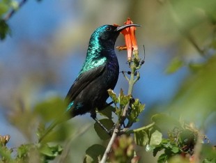 Palestine sunbird:http://www.treknature.com/gallery/Middle_East/Israel/photo4905.htm