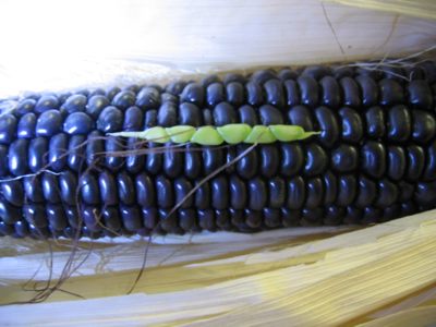 teosinte and hopi blue corn:http://hila.webcentre.ca/research/teosinte/