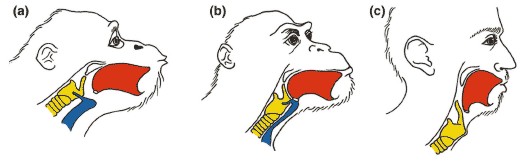 vocal tract:http://en.wikipedia.org/wiki/Origin_of_language