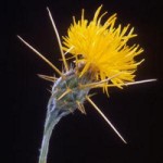 Yellow star thistle, Centaurea solstitialis:http://www.sciencedaily.com/releases/2004/07/040722085130.htm
