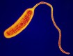 Vibrio cholerae:http://student.britannica.com/eb/art/print?id=74724&articleTypeId=0
