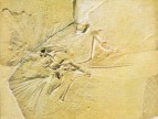 Archeopteryx