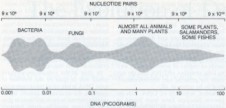 amount of DNA per cell