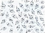 giardia in phase contrast