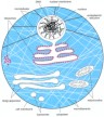 eukaryotic cell schematic