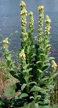 mullein