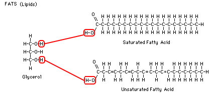 a glycerol and two fatty acids