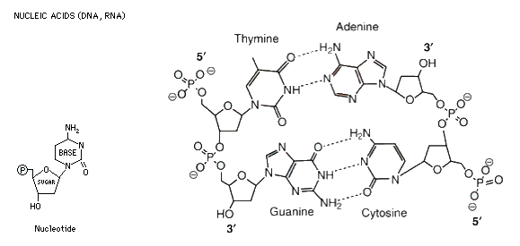 nucleotide and short DNA sequence