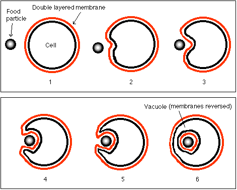 endocytosis