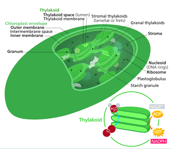 Chloroplast