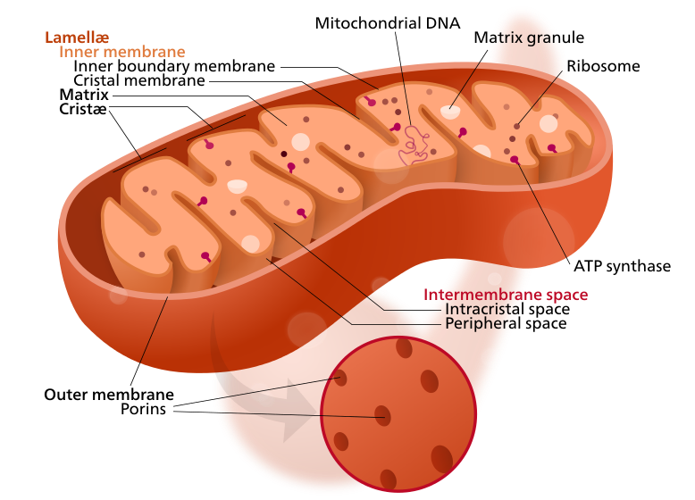 Mitochondrion