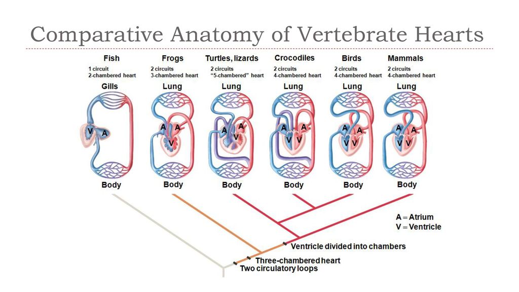 changes in morphology