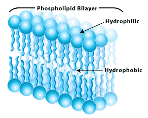 phospholipid bilayer