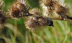 burdock